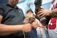 Korean Air bans roosters on US-Philippine routes amid cockfighting outcry