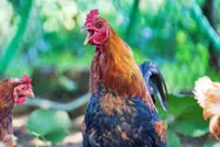 'No more crowing here' Korean Air bans roosters on US-Philippine routes amid cockfighting outcry