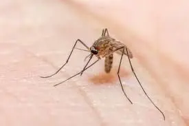 Malaria hits record high in Indonesia as elimination challenges persist |  The Star