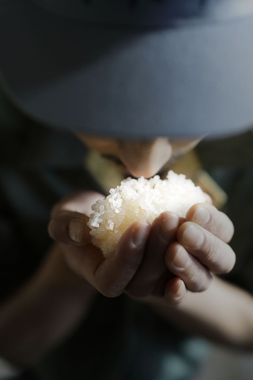 How sake is made: rice, water, yeast and koji fungus. Photo: Markus Bassler/dpa