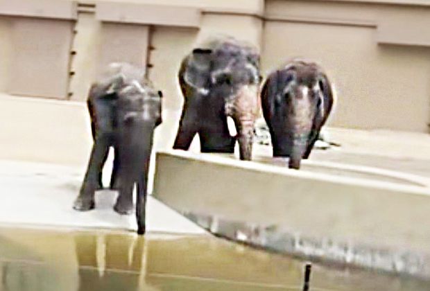 Datuk Seri Wan Rosdy Wan Ismail says he will hold a meeting with the Taiping Zoo and Night Safari officials in the near future to discuss issues related to three elephants, Dara, Amoi and Kelat, currently at Tennoji Zoo, Japan.
