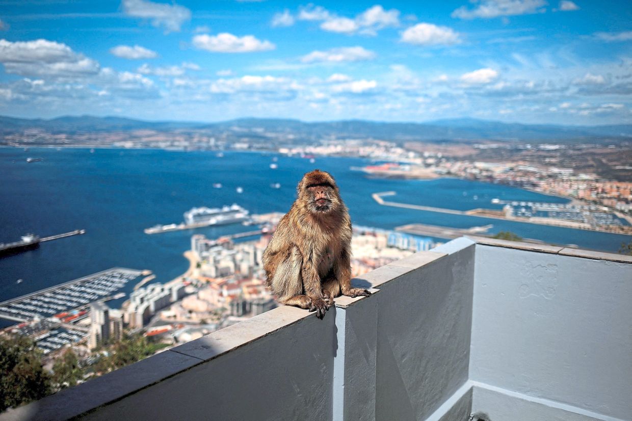Study shows that macaques at the Rock of Gibraltar have been eating soil, possibly as a way to deal with indigestion caused by eating junk food.