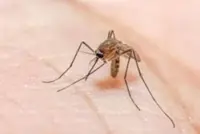 Malaria hits record high in Indonesia as elimination challenges persist