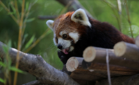 Surabaya Zoo to receive red pandas, giraffes and tortoises from Japan