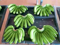 FAO scientists warn banana disease remains major threat to plantations worldwide