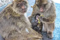 Gibraltar’s monkeys find a clever way to avoid a junk food bellyache