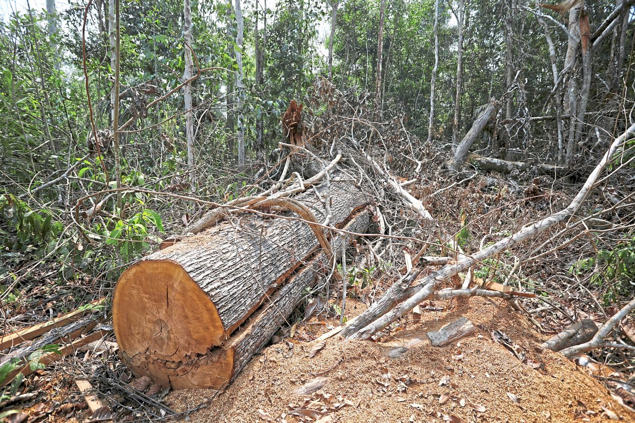 A deforested area at the National Forest Bom Futuro in Rio Pardo, Rondonia state, Brazil. — Reuters