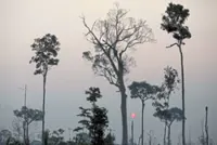 Brazil’s bank-led forest defence