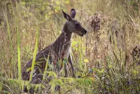 Kangaroos took unusual evolutionary path to grazing: Australian study