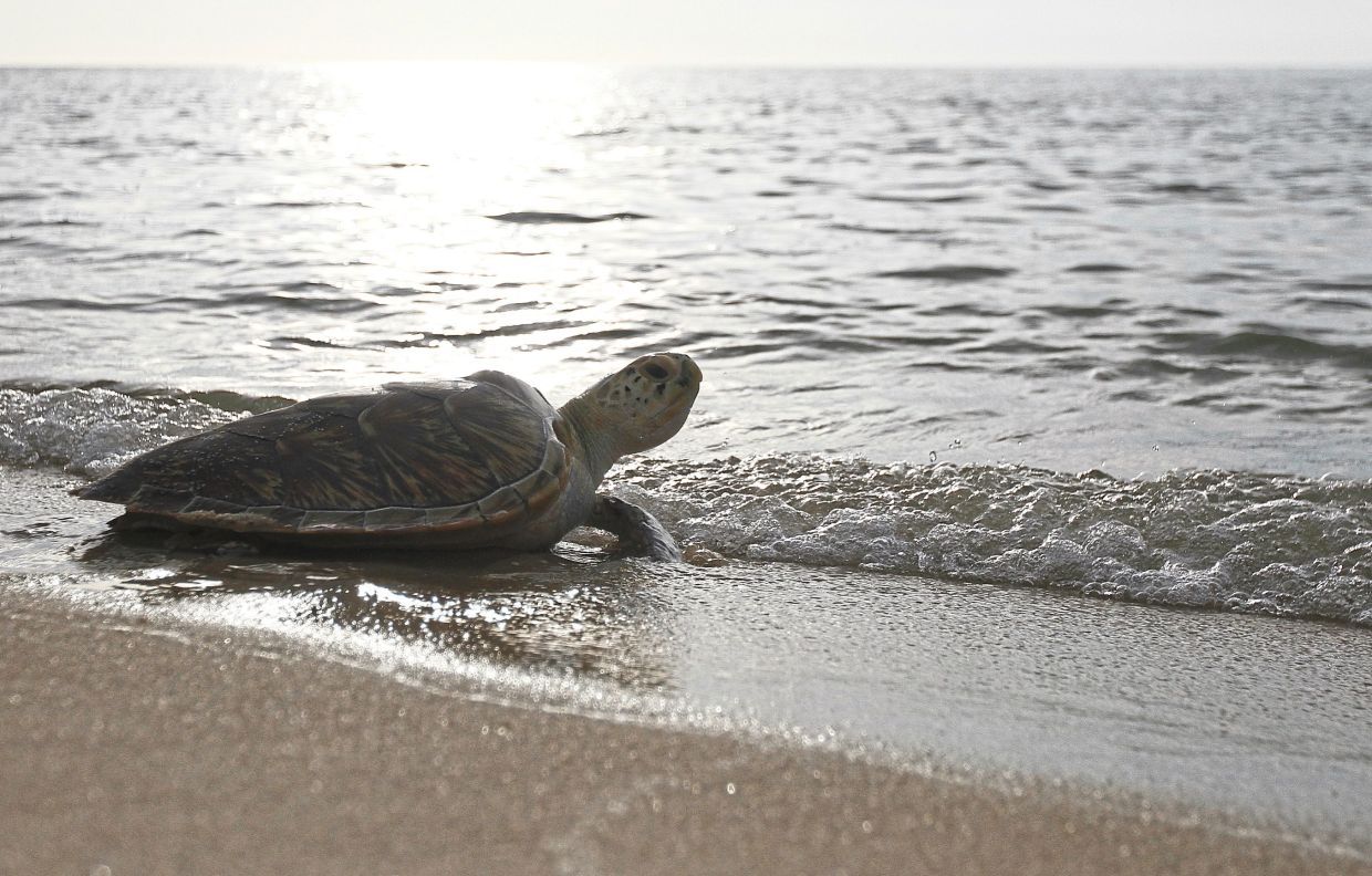 The incident drew praise online, with many commending the group for ensuring the turtle’s safety.