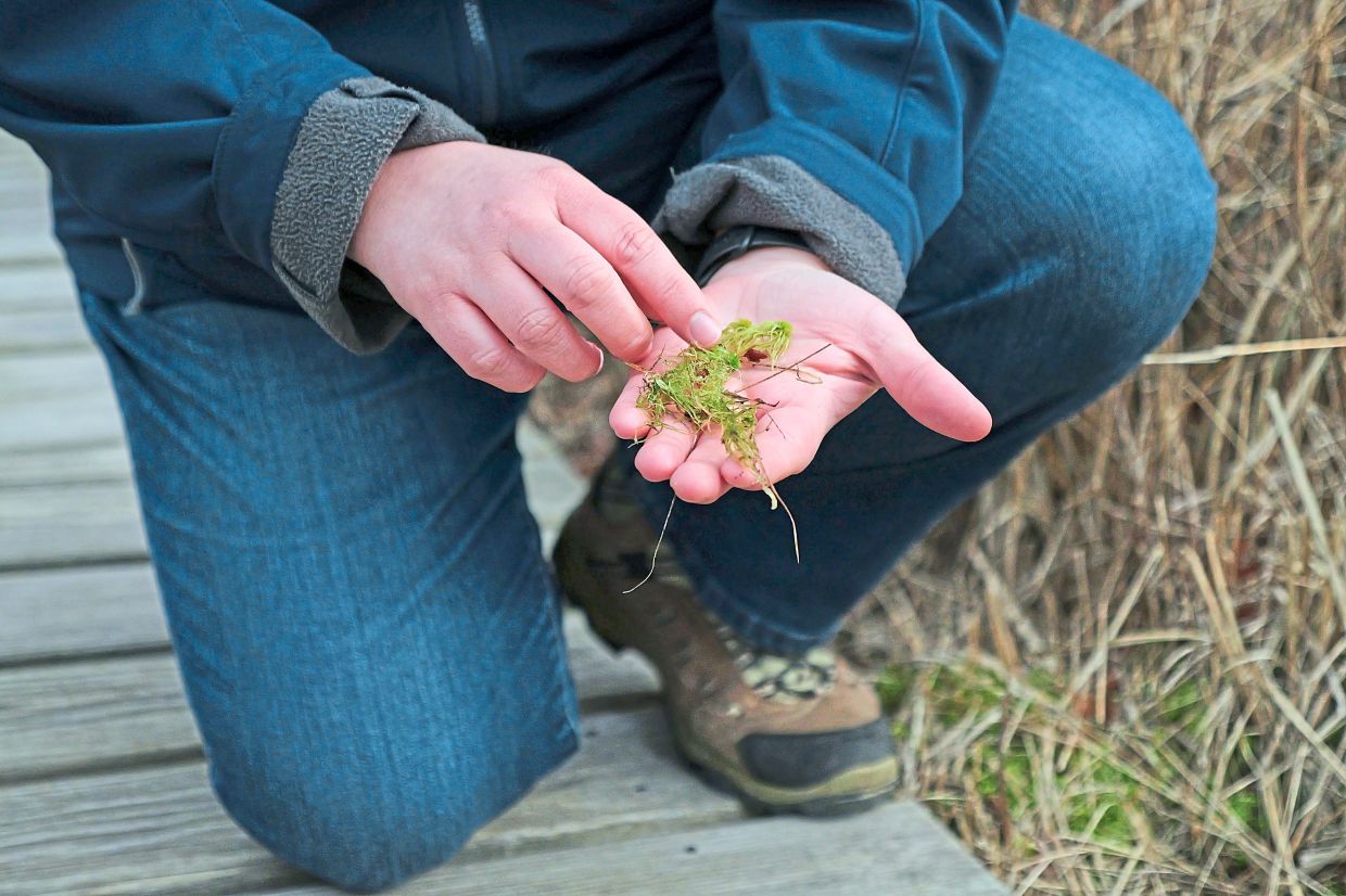 Snyder shows sphagnum moss growing at Tidmarsh Wildlife Sanctuary.