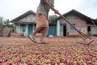 Jakarta 1Q trade surplus halves amid slump in coal, coffee exports