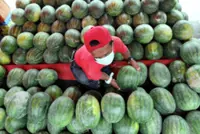 Farmers turn climate chaos into crop gain