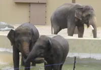 Malaysia’s elephants to stay in Osaka despite concerns