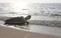 Passers-by help stranded sea turtle back into the sea