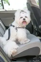 How to manage your pet dog's carsickness