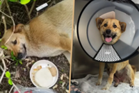 China stray dog becomes local hero after car crash, 56 cabbies cover medical costs, aid in recovery