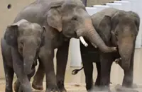 Taiping elephants thrive in Japan, show healthy weight gain