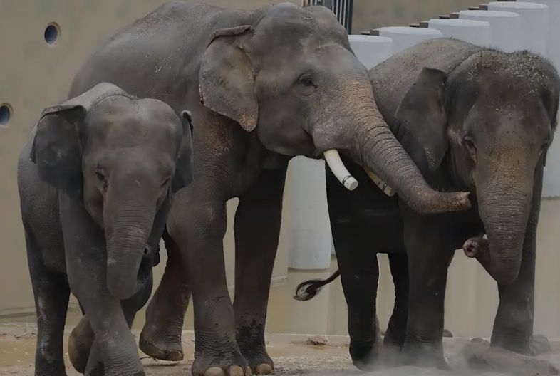 All three elephants have recorded consistent weight gains since being transferred to the Japanese zoo on March 10.