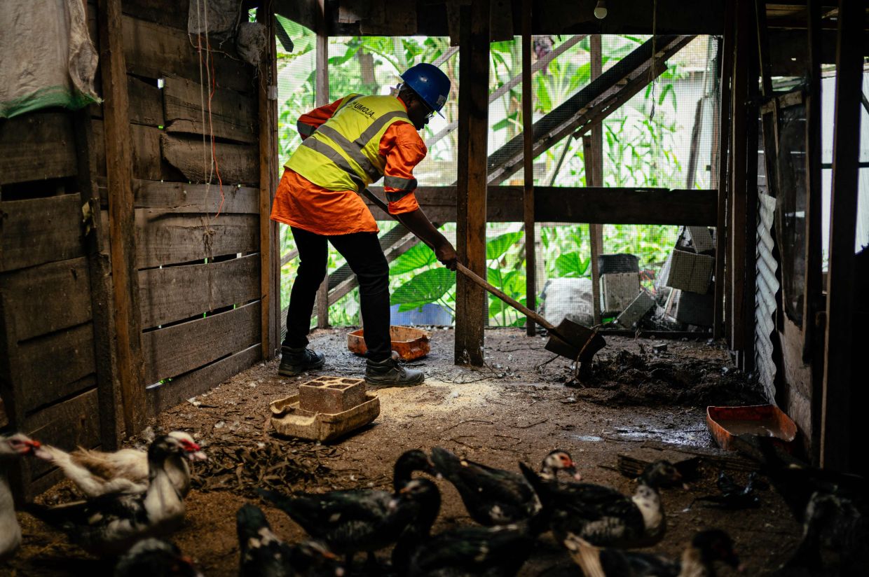 Victoire Materanya, co-founder of Umoja, collects wate from a duck enclosure to transport it to a digester in Goma.