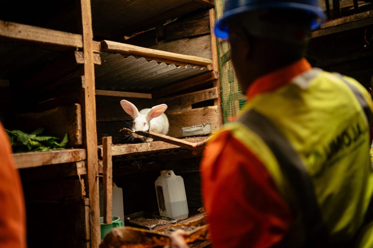 Victoire Materanya, co-founder of Umoja, collects waste from a rabbit cage to transport it to the digester in order to produce clean energy.