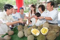 Nothing beats fresh durian on-site