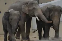 Taiping elephants hale and hearty at Japan’s Tennoji Zoo