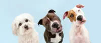 How to read your pet dog's facial expressions