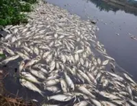 Fish deaths in Laos, Vietnam rivers signal Mekong ecological crisis