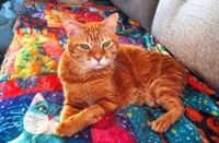 Katz Tales: A novel solution for a feline manicure