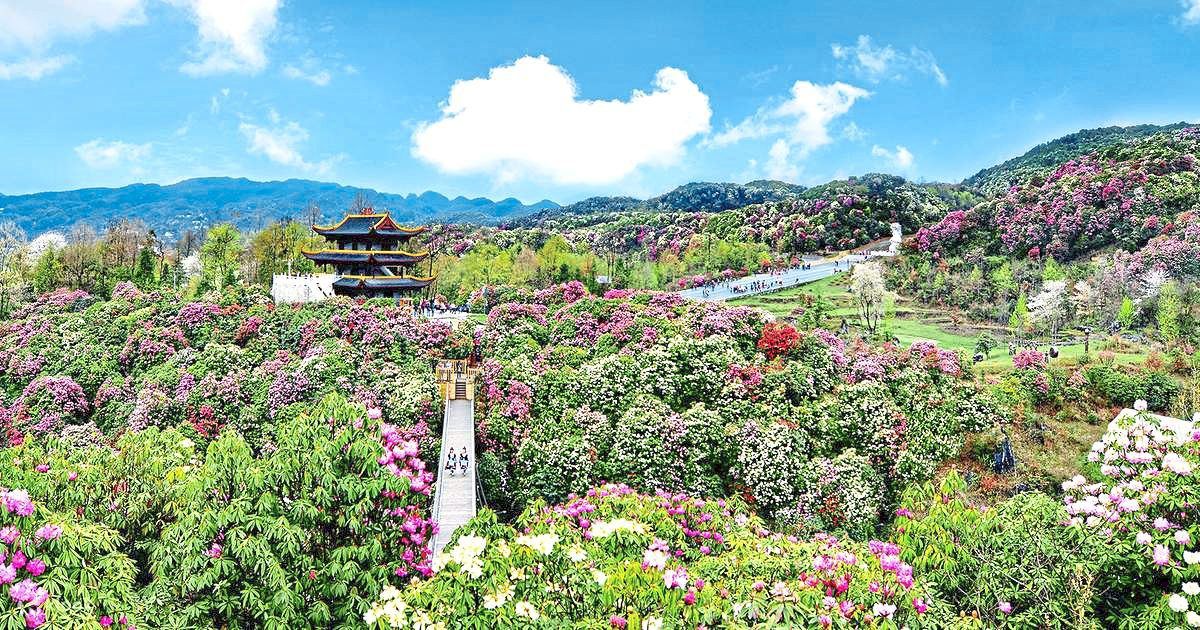 Since the Baili azalea provincial nature reserve was established in 2007, local authorities have strengthened the protection of the ecosystem.