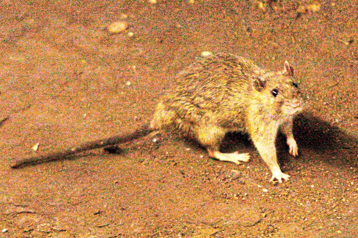 In this 2010 file photo, a rat wanders the subway tracks at Union Square in New York, US. Hantavirus is most commonly spread to humans through inhalation of disturbed rodent droppings that become airborne.