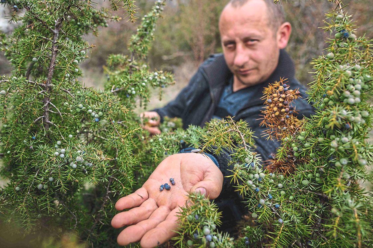 Velickovic showing off a juniper berries he plucked from a wild bush in the Serbian city of Vranje.