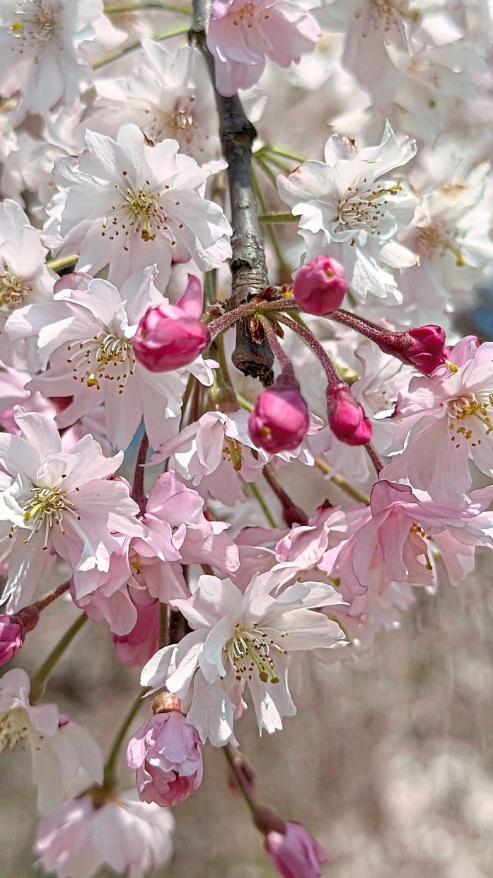 Yaebenishidare Sakura is a favourite species in traditional gardens and temple grounds across Japan.