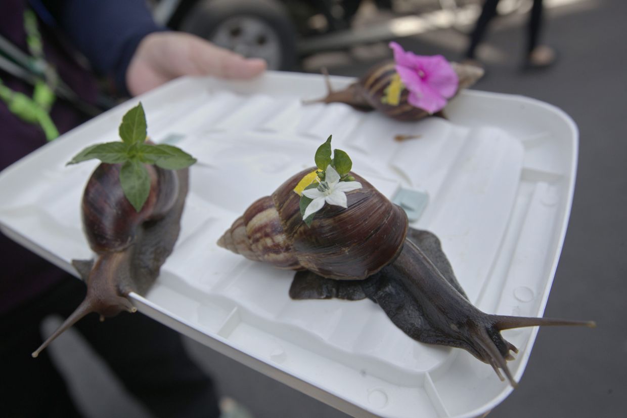 Garden snails decorated with flowers for the fun event.