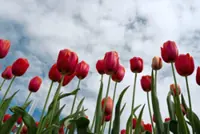 Don't forget the plants: Climate change is endangering thousands of species