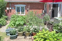 Do you have a sunny front yard? Consider growing your own vegetables there