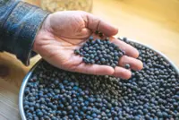 Wild Balkan juniper berries keep gin taste steady as climate shifts