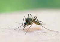 Aedes mozzies carry more viruses than previously suspected