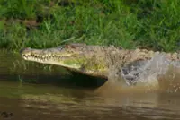 Experts push for safer coexistence with crocodiles instead of culling