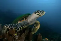 Sabah launches high-tech Hawksbill turtle conservation project