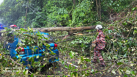 Tree falls on a moving car in Gombak
