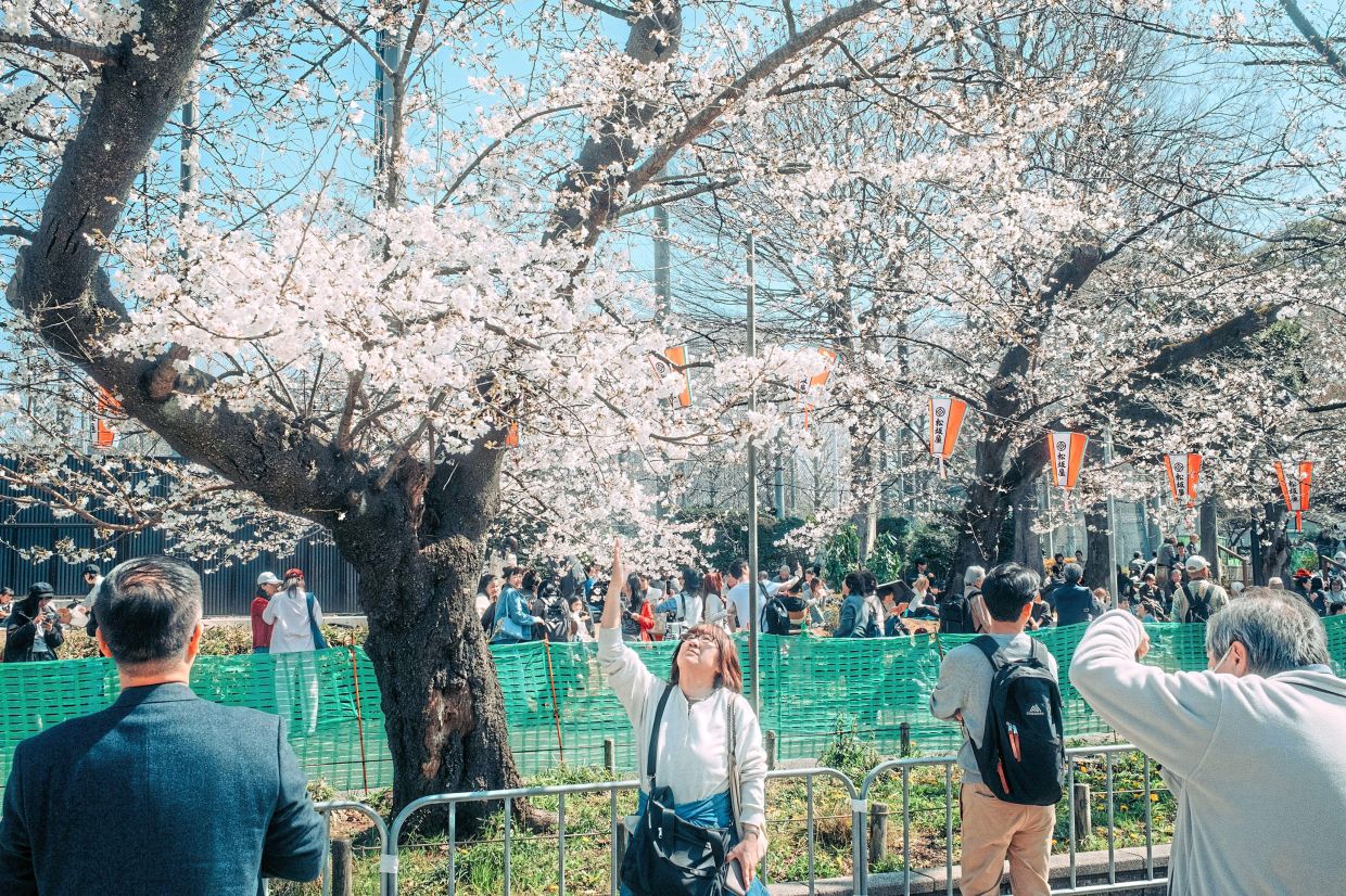 Cherry trees, or sakura, are particularly sensitive to changing temperatures, and as the planet has warmed, they have bloomed earlier and earlier.