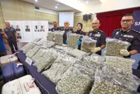 Cannabis mules busted