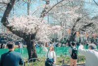 Cherry blossom record has a new guardian