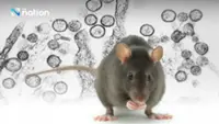 Thailand tightens hantavirus screening at borders despite no reported cases
