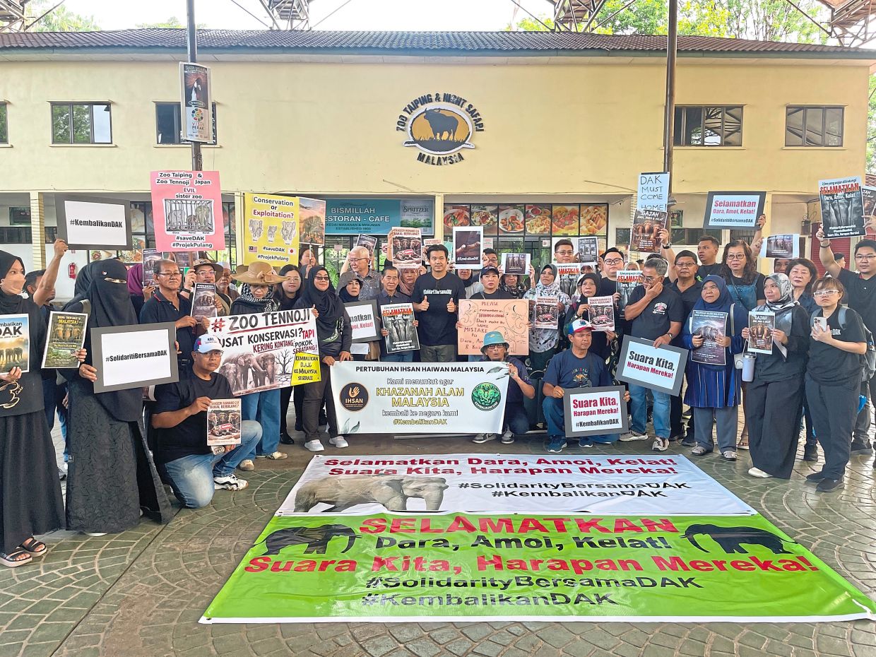Bring Dara, Amoi and Kelat home: Neow (centre, black T-shirt) and other concerned Malaysians making their voices heard for the return of DAK (pic, below) during a solidarity event at the Taiping Zoo and Night Safari.