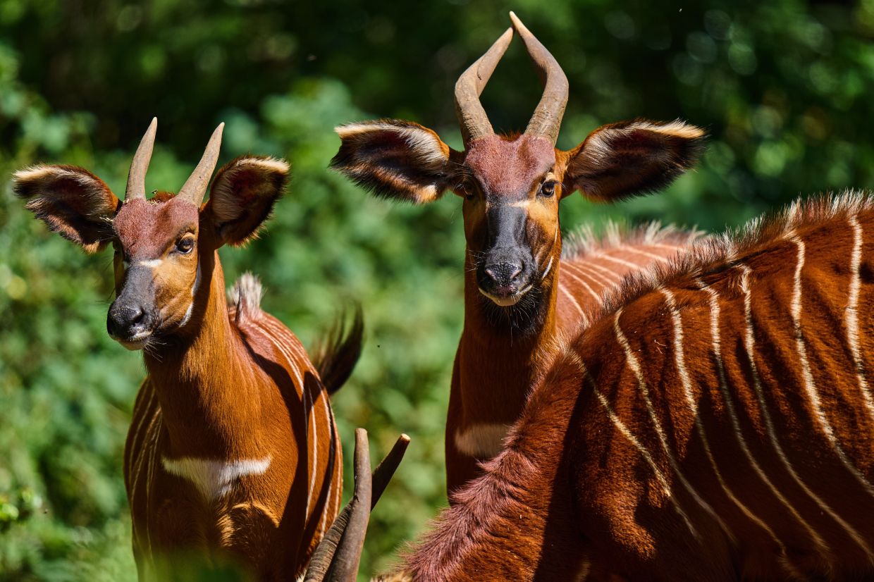 Critically endangered mountain bongos move through the forested landscape of Mount Kenya, Africa's second-highest mountain.