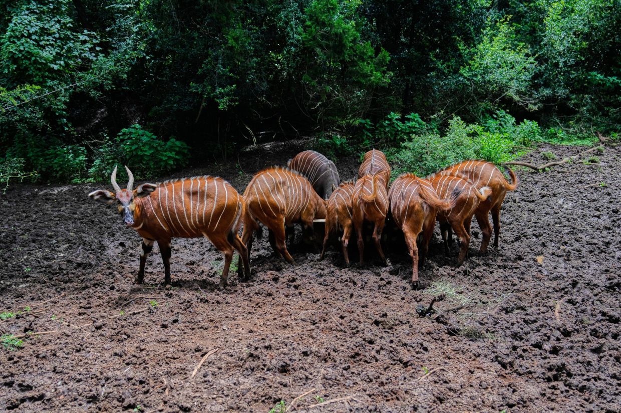 Critically endangered mountain bongos feed in a forest enclosure at the Mount Kenya Wildlife Conservancy.
