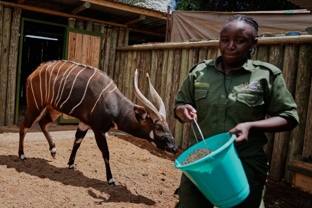 A critically endangered mountain bongo sent from the Czech Republic is fed by Christine Gathoni at the Mount Kenya Wildlife Conservancy.